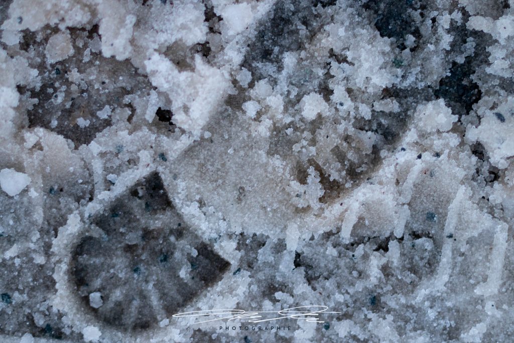 merge Spuren im Schnee I