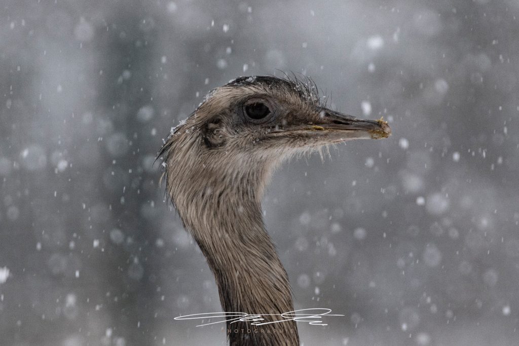 merge Geduld im Winter