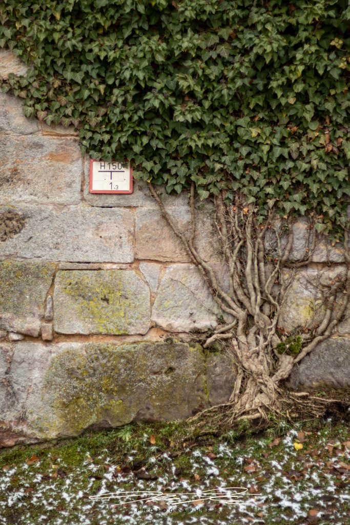 merge Die Natur holt sich's zurück