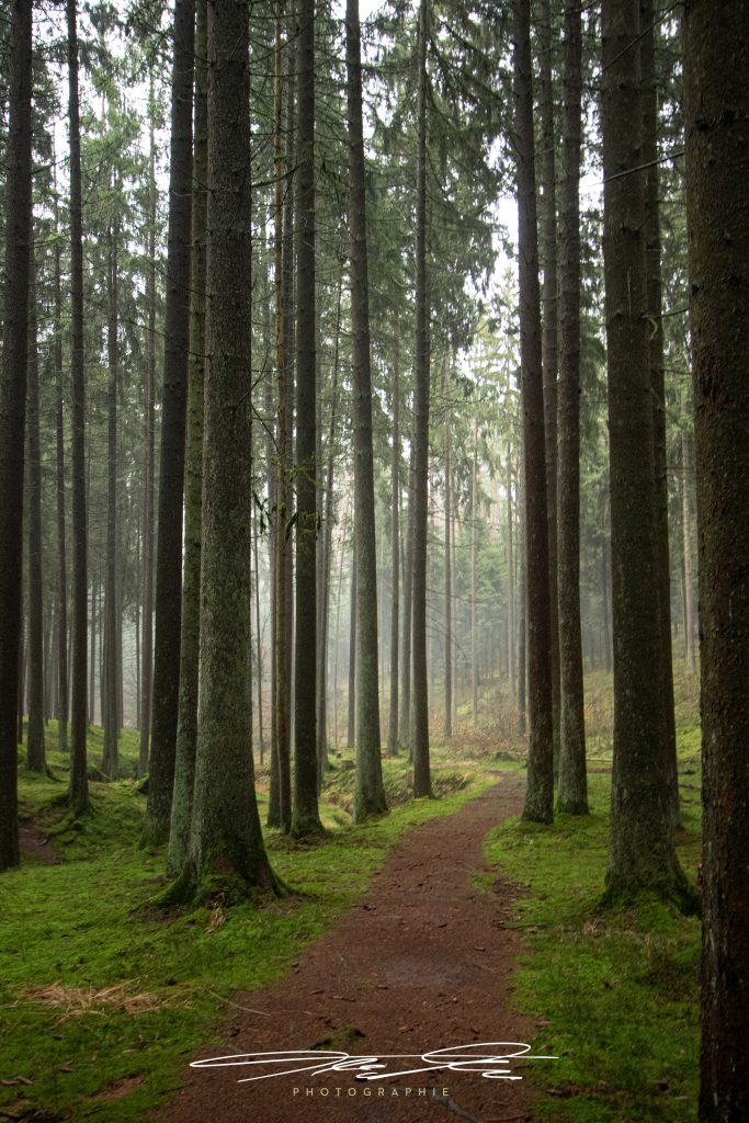 merge Ein Morgen im Wald