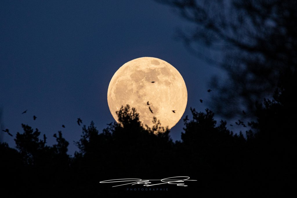 merge Supermond im Frühling