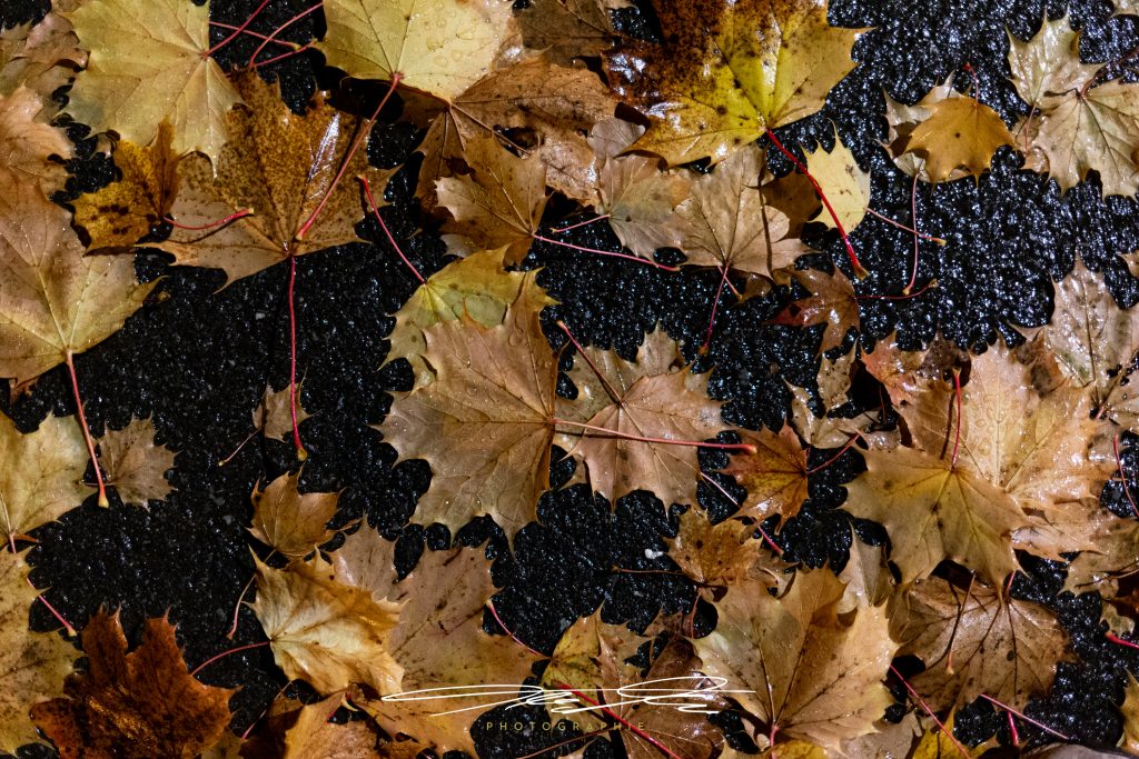 merge Fallen Leaves