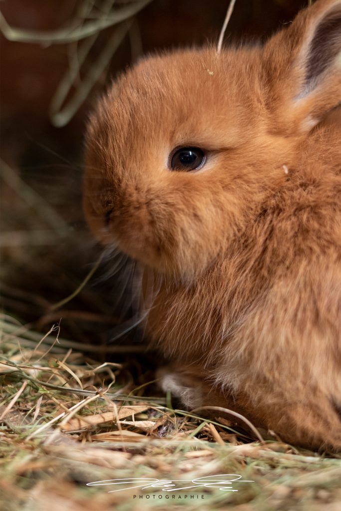 merge Bunny I