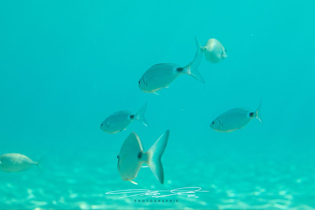 merge Swiming Pack
