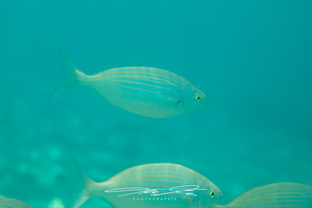 merge Under the sea