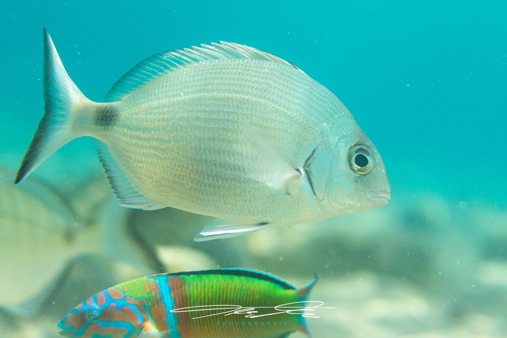 merge Under the sea II